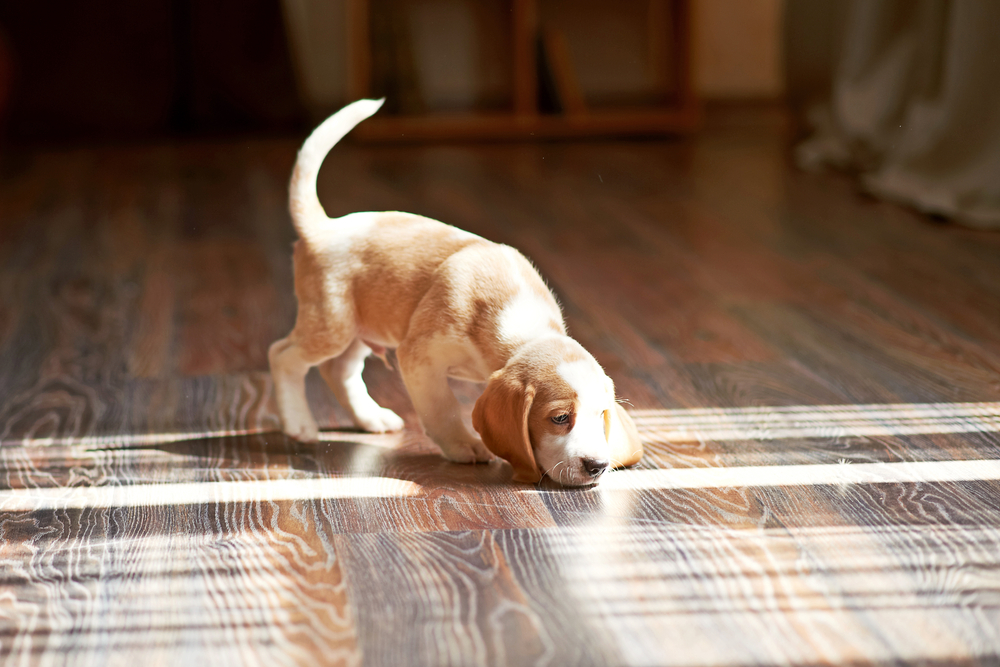 reliable hardwood flooring contractors in High Point 